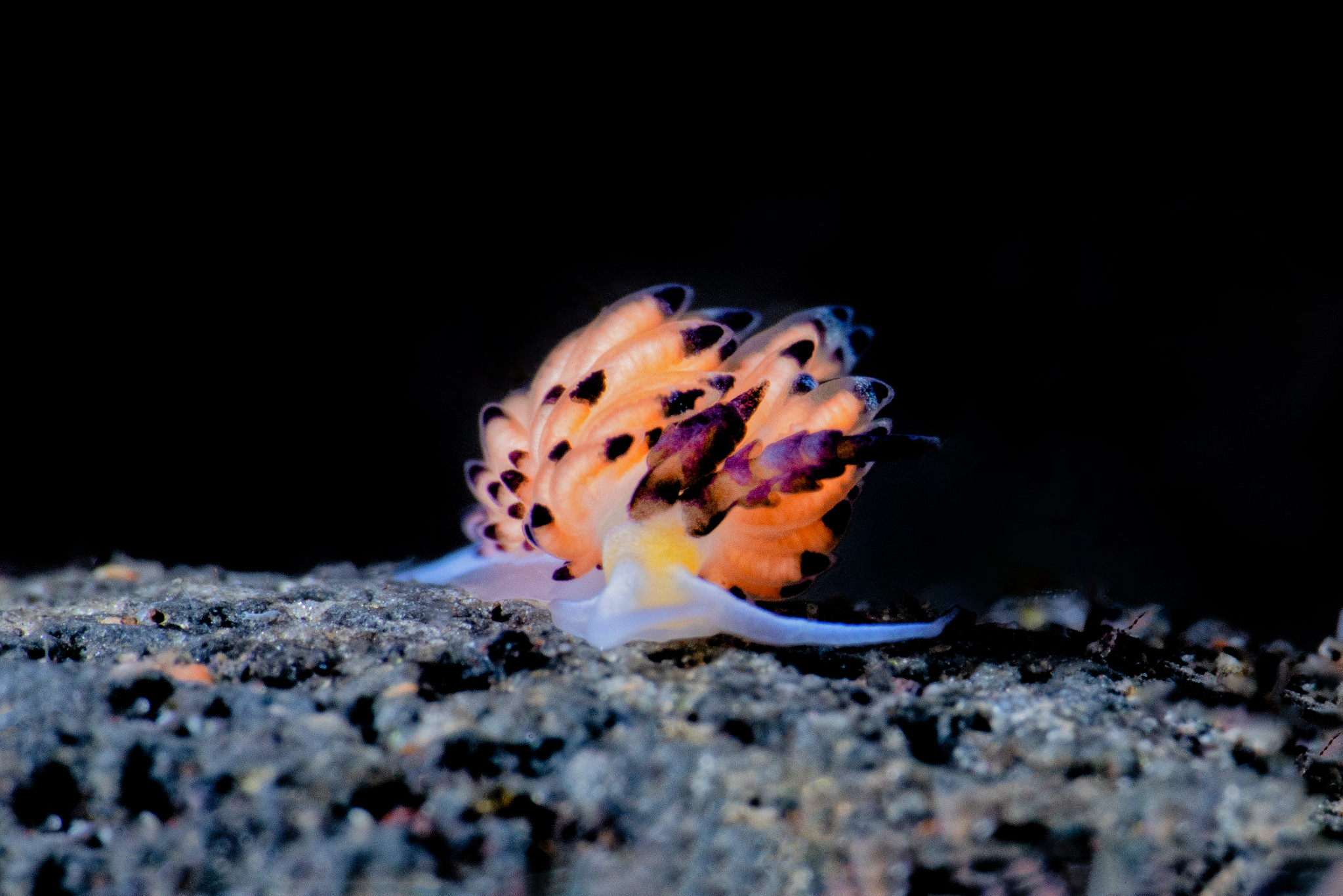 Favorinus tsuruganus